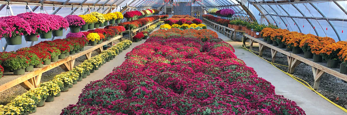 Fall Plants