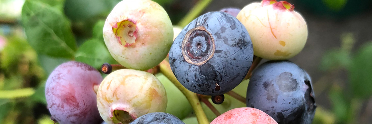 Fruit