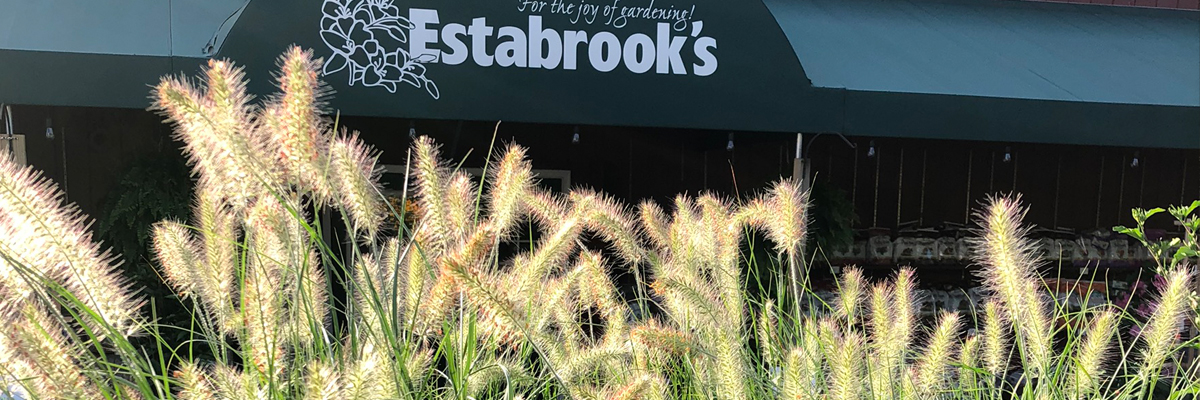 Grasses
