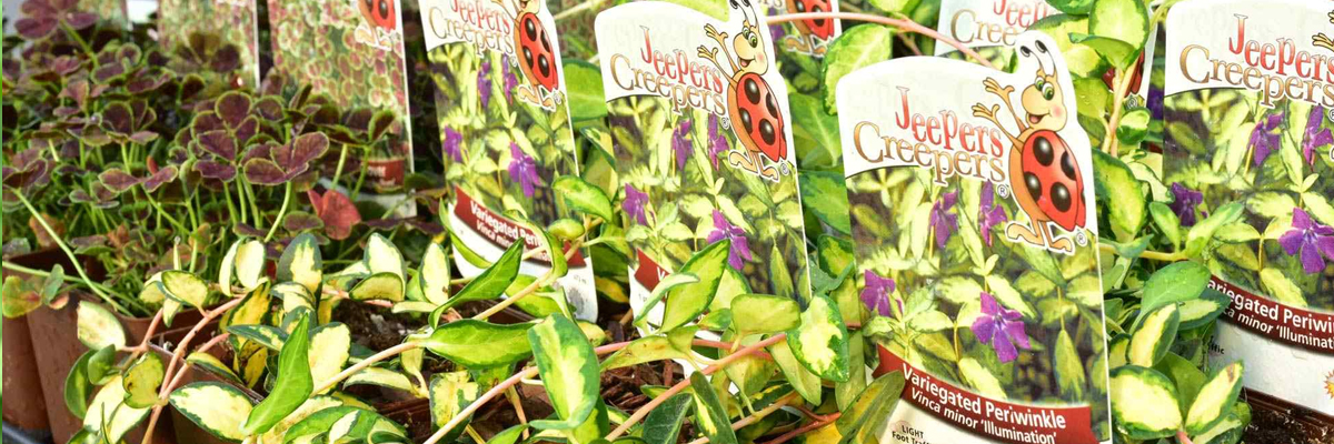 Groundcovers