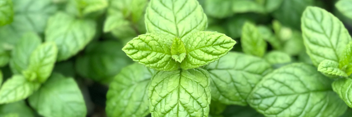 Herbs
