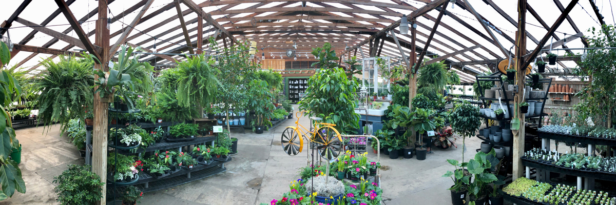 Houseplants