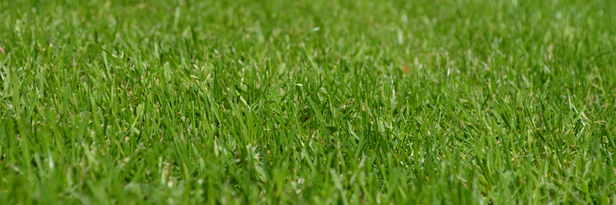 Lawn