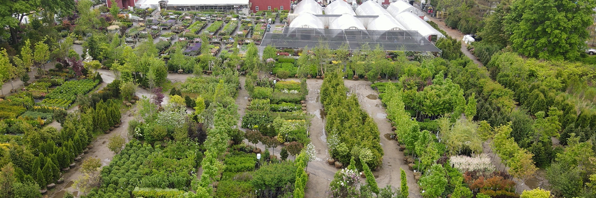 Trees & Shrubs