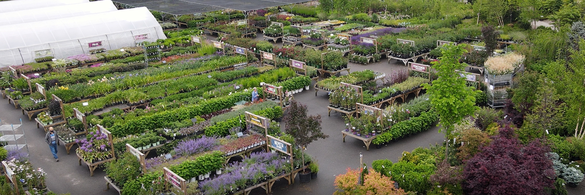 Perennials
