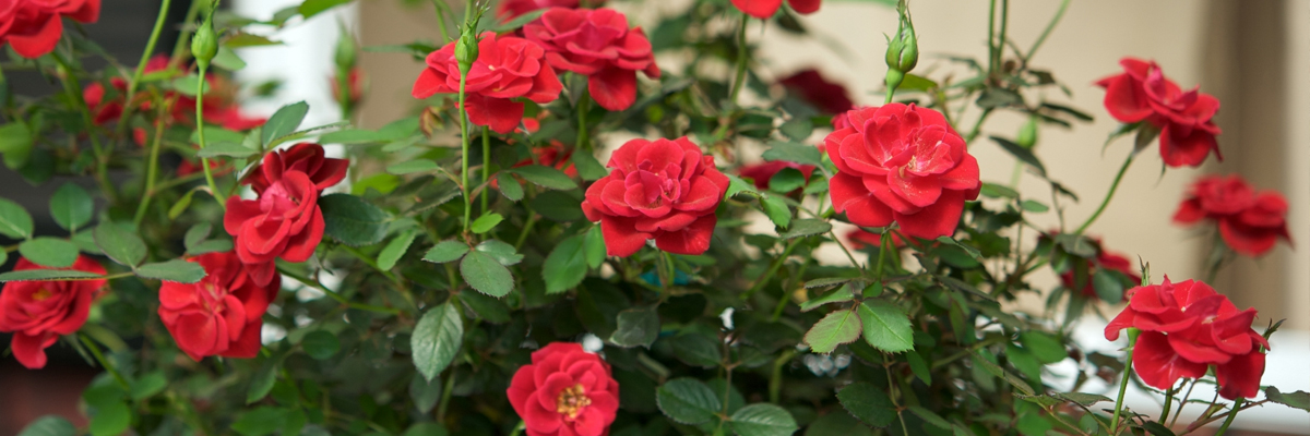 Roses