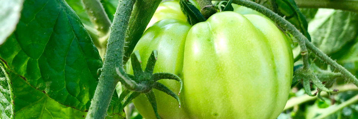 Vegetables