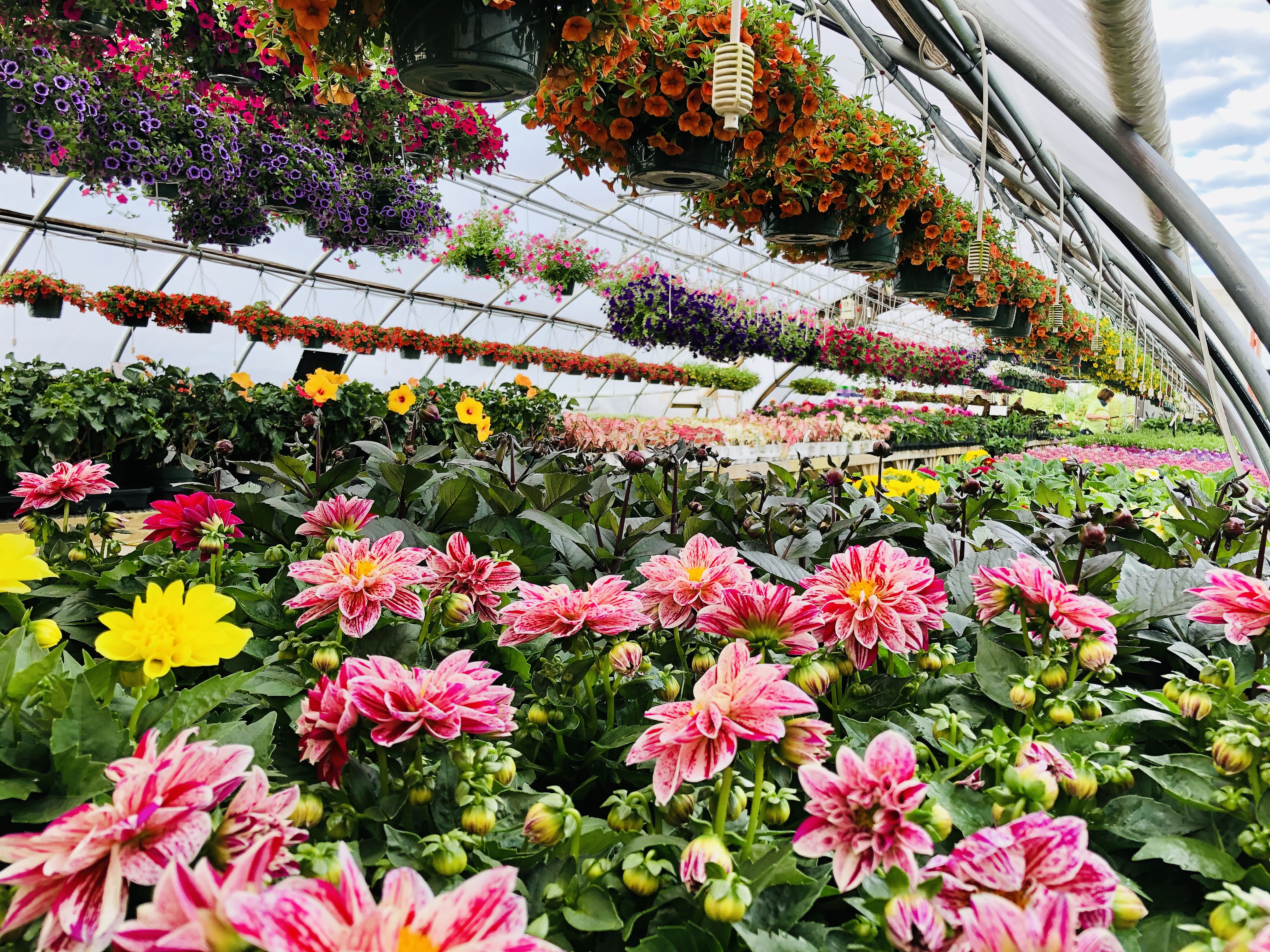 Pink and yellow dahlias beneath colorful flowering hanging baskets at Estabrook's