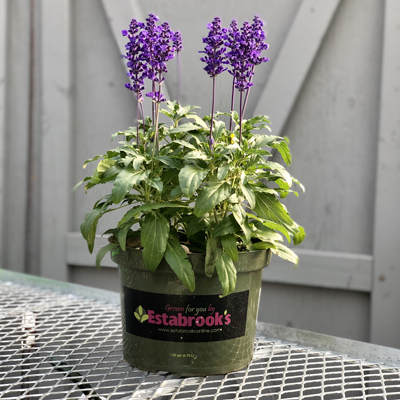 9" Annuals