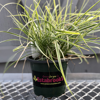 Accent Annuals