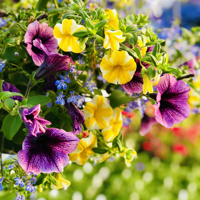 Hanging Baskets