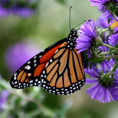 Butterfly Gardens