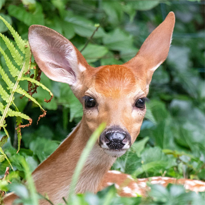 Deer Resistant