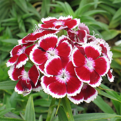 Flower Fragrance