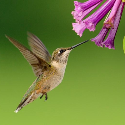 Hummingbird Attractors
