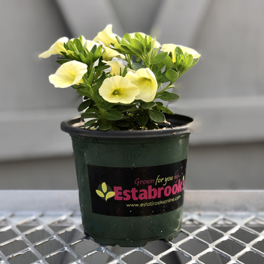 4.5" Premium Annuals