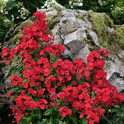 Rock Gardens
