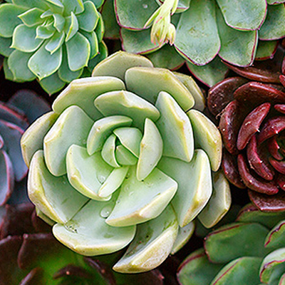 Succulents