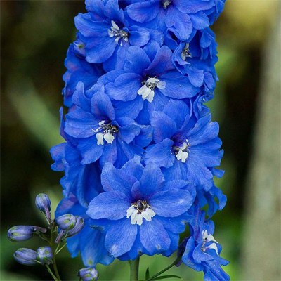 Tall Perennials