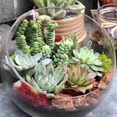 Terrariums
