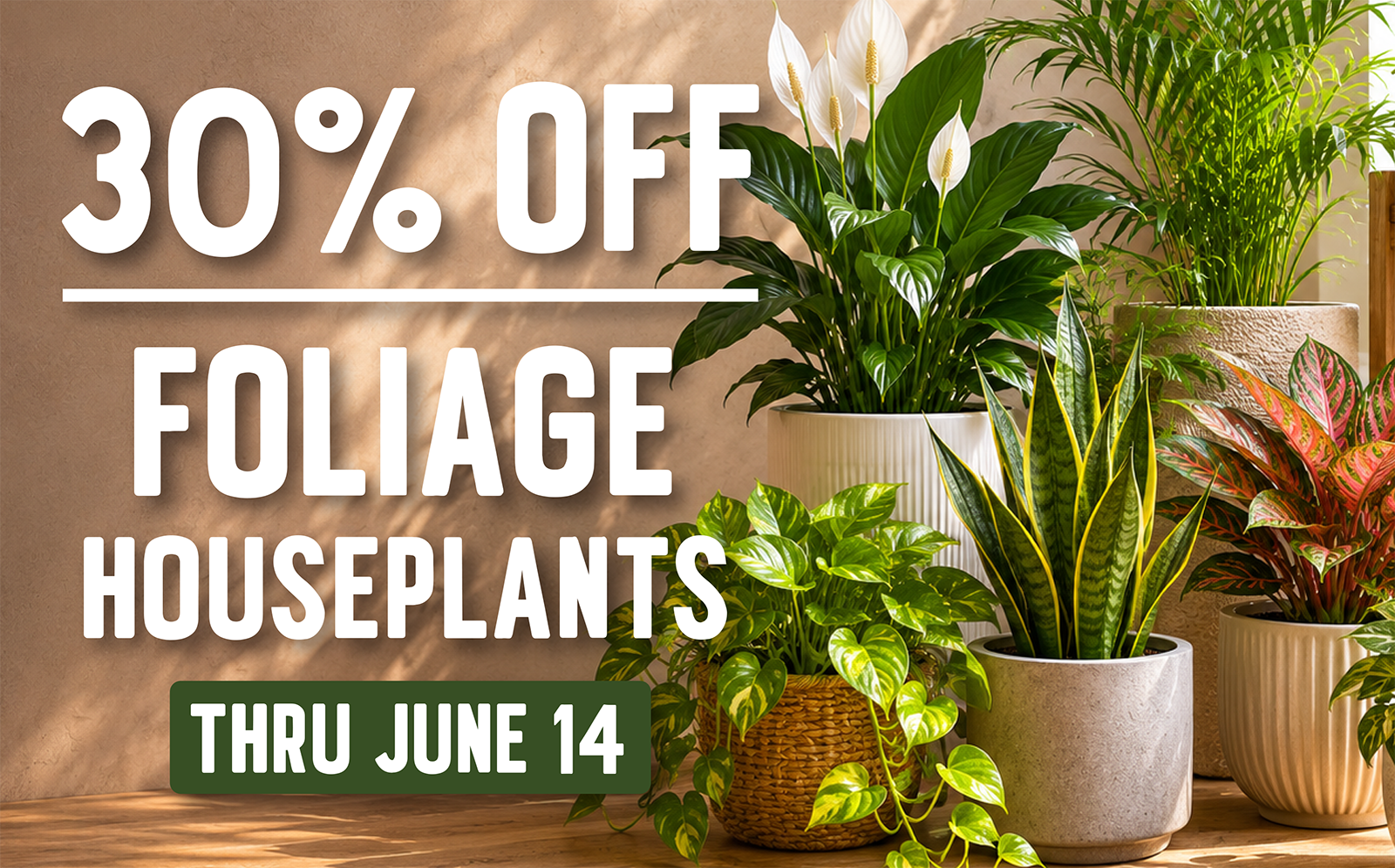 Foliage Houseplants Sale