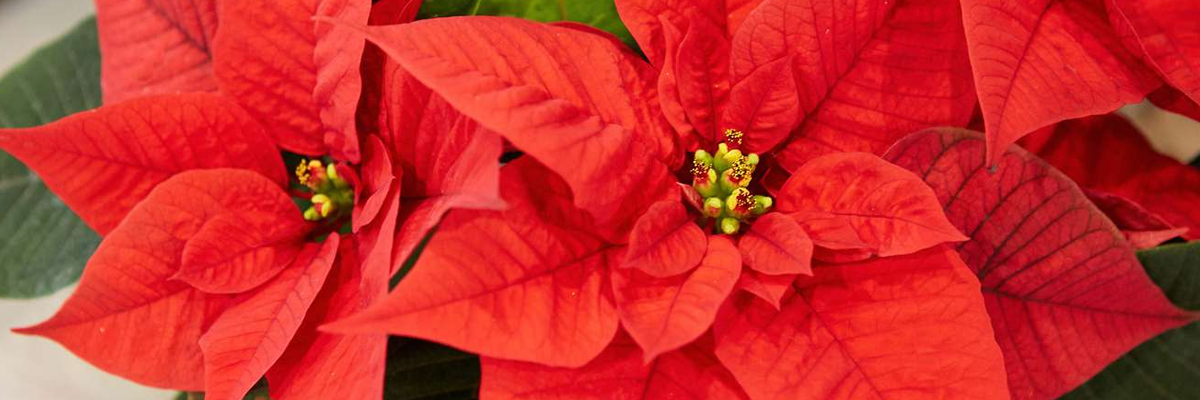 Biddeford High School