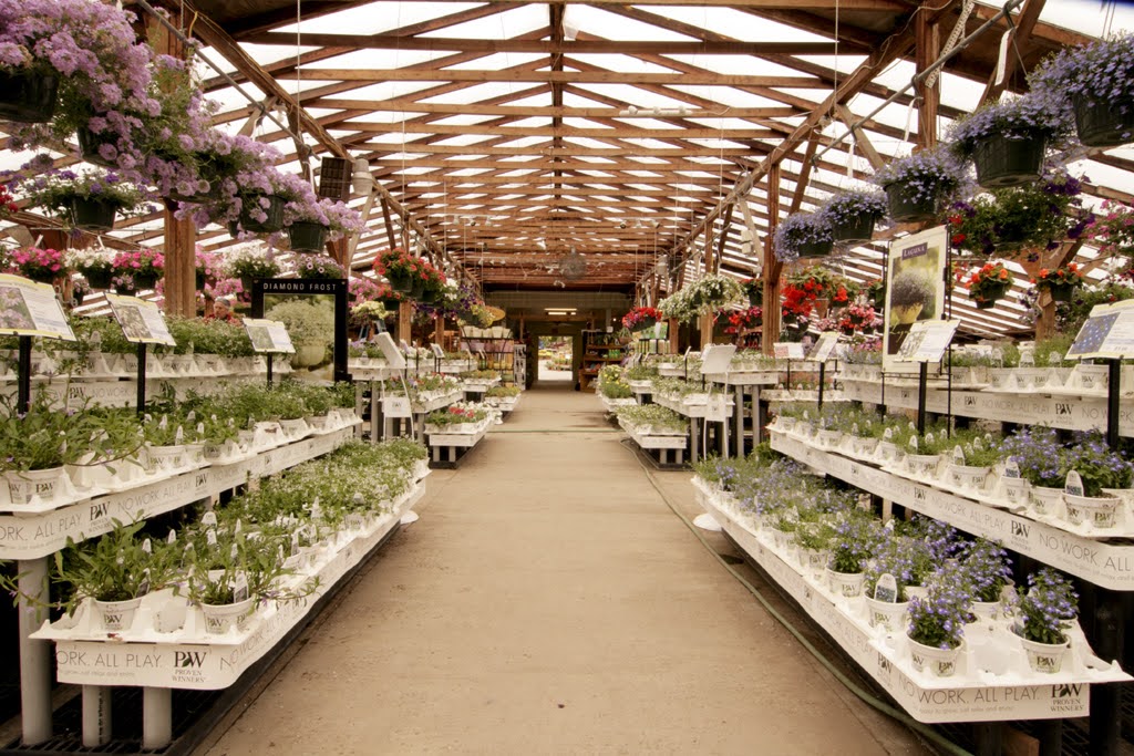 Historic Estabrook's greenhouse aisle filled with flowering plants