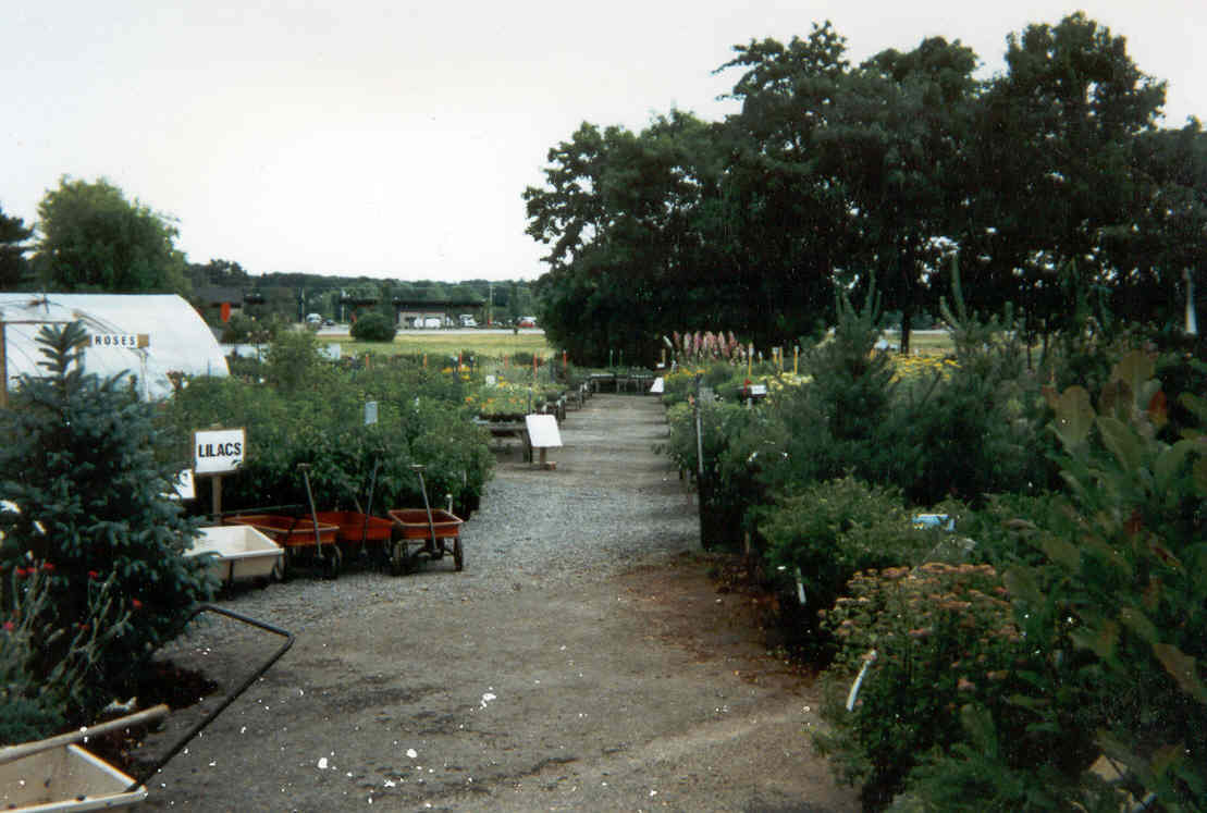 Early Estabrook's nursery rows with lilacs, carts and a greenhouse