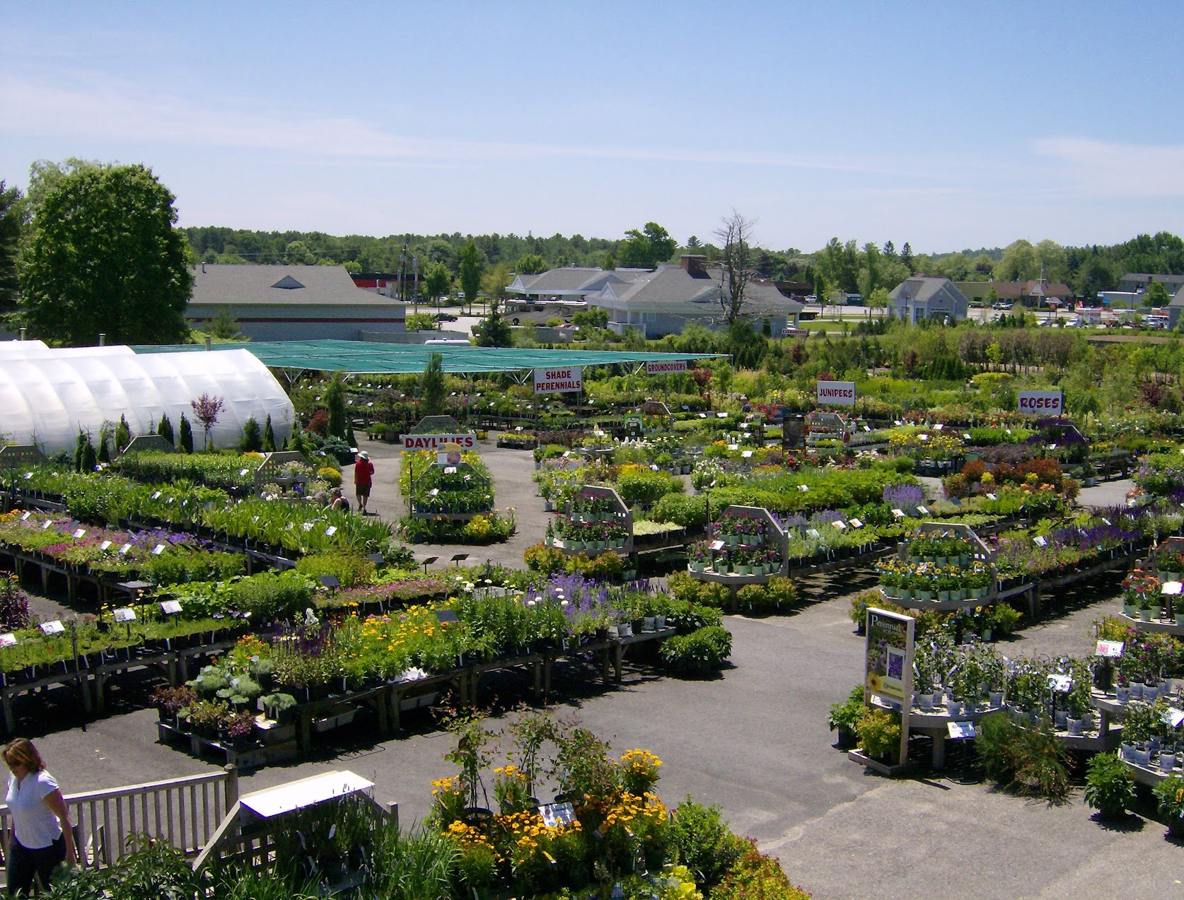 Historic overview of the Estabrook's Yarmouth nursery in summer