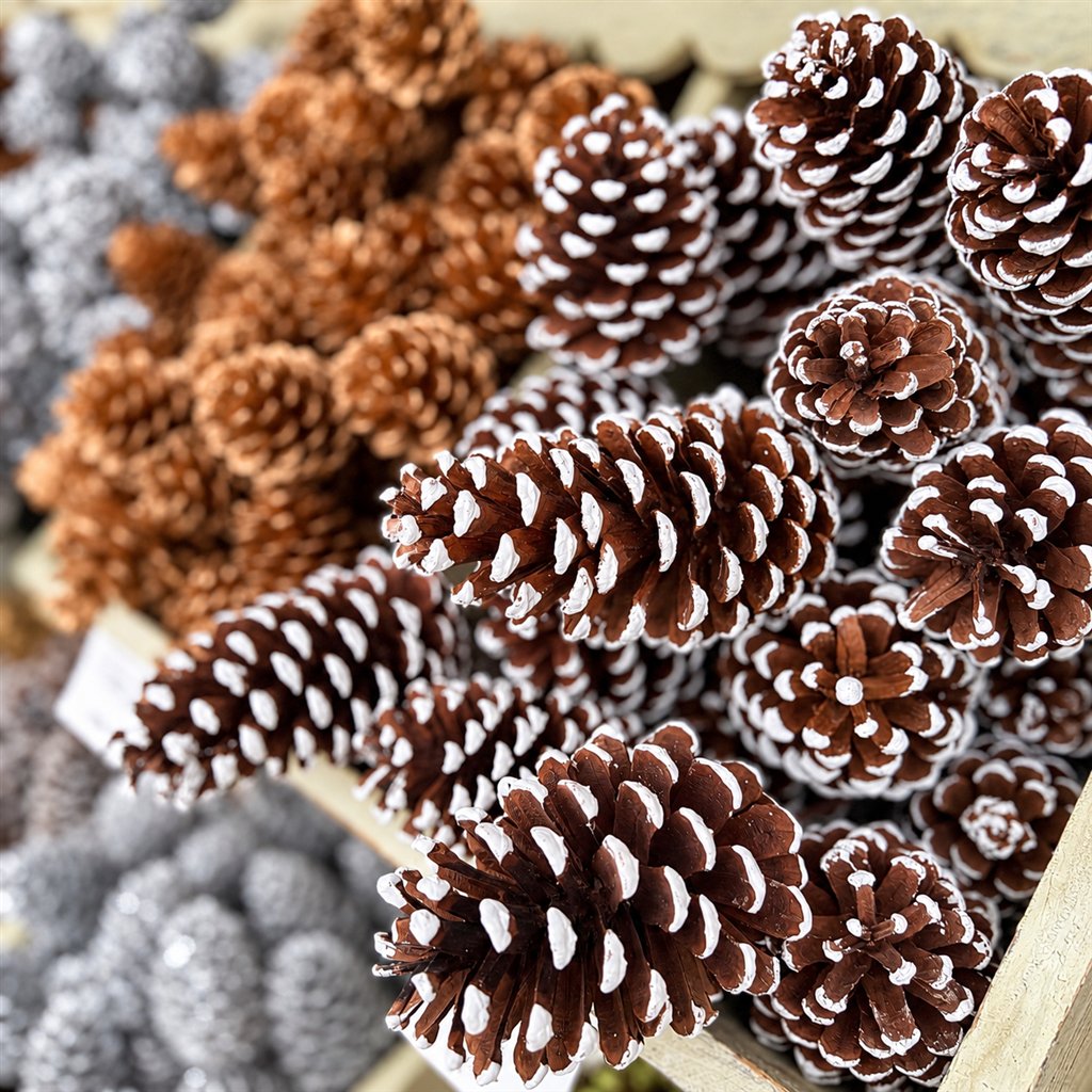 Snow-tipped and natural pinecones for holiday decorating