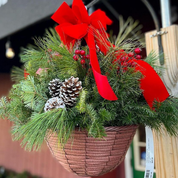 Holiday evergreen hanging basket