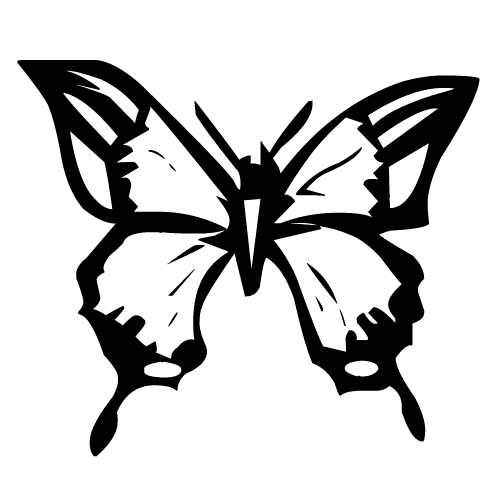 Attracts Butterflies