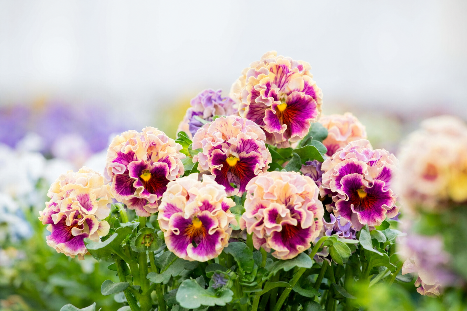 Soft pink and cream Japanese pansies with richly ruffled petals