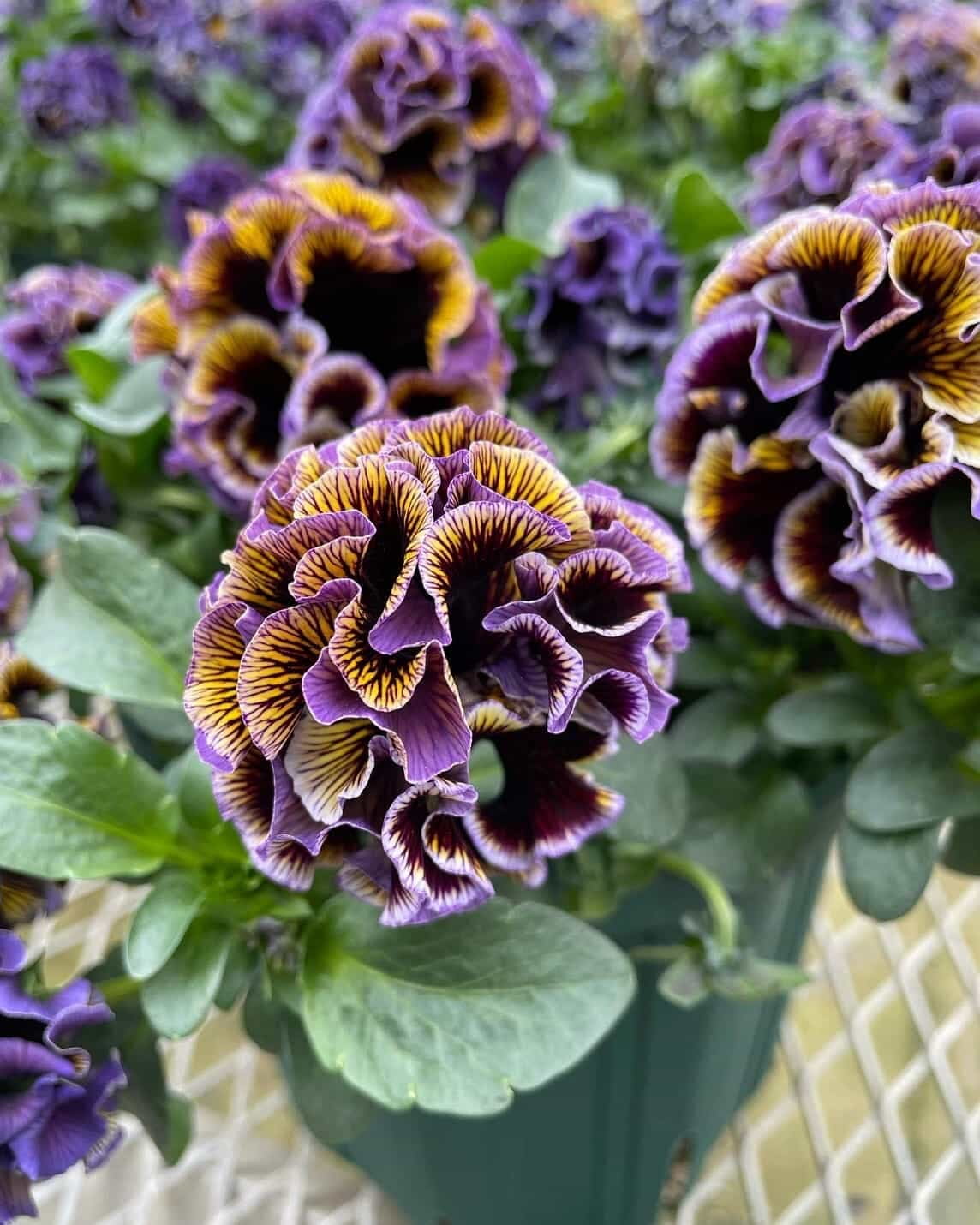 Golden, violet and blue ruffled Dawn to Dusk pansies