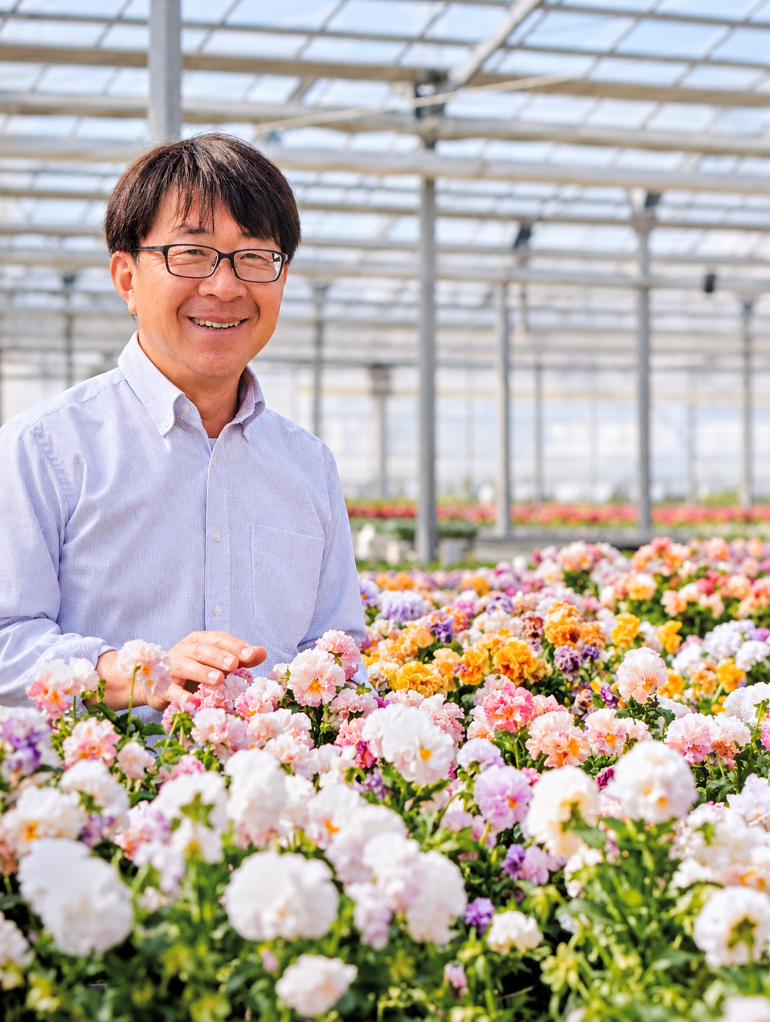 Japanese horticulturist Isao Sato smiling among flowering pansies in a greenhouse