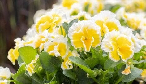 White Sunshine viola petals surrounding a yellow center