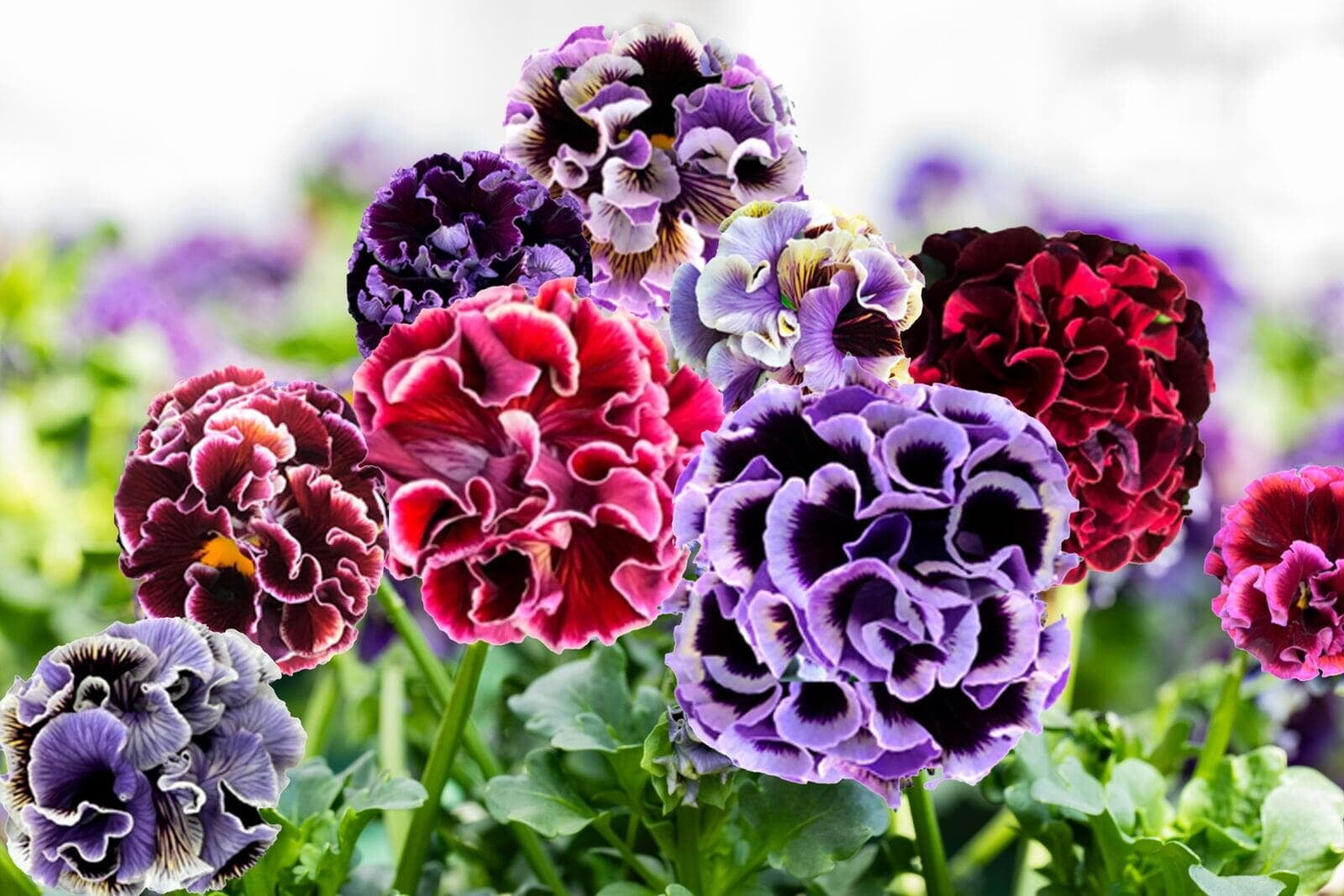 A cluster of red, wine and violet ruffled Twilight pansies