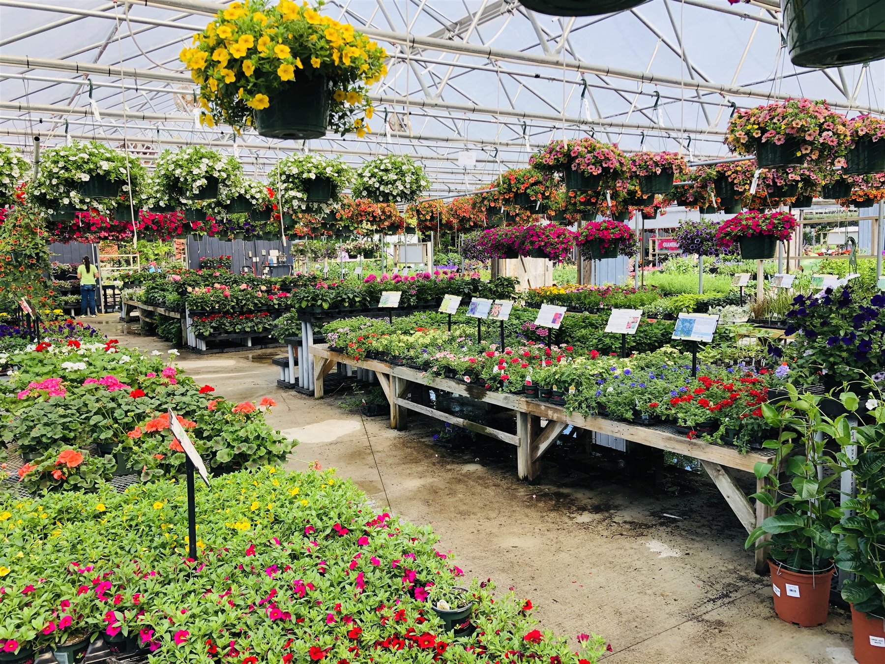 Annuals and hanging baskets in the Kennebunk greenhouse