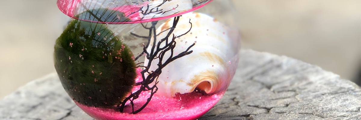 1 Marimo Moss Balls – Bloomin' Gems