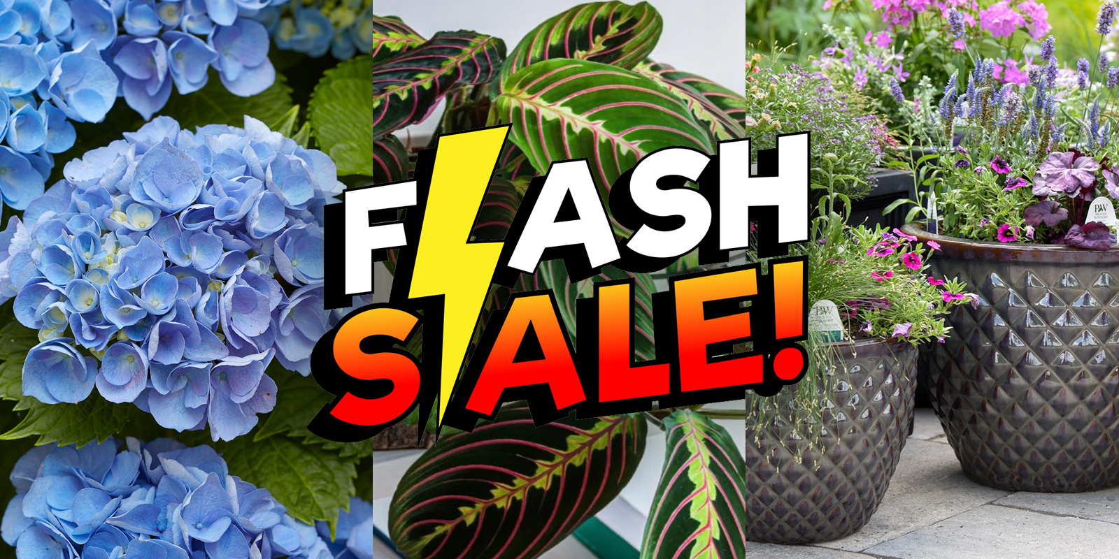 Memorial Day Flash Sale