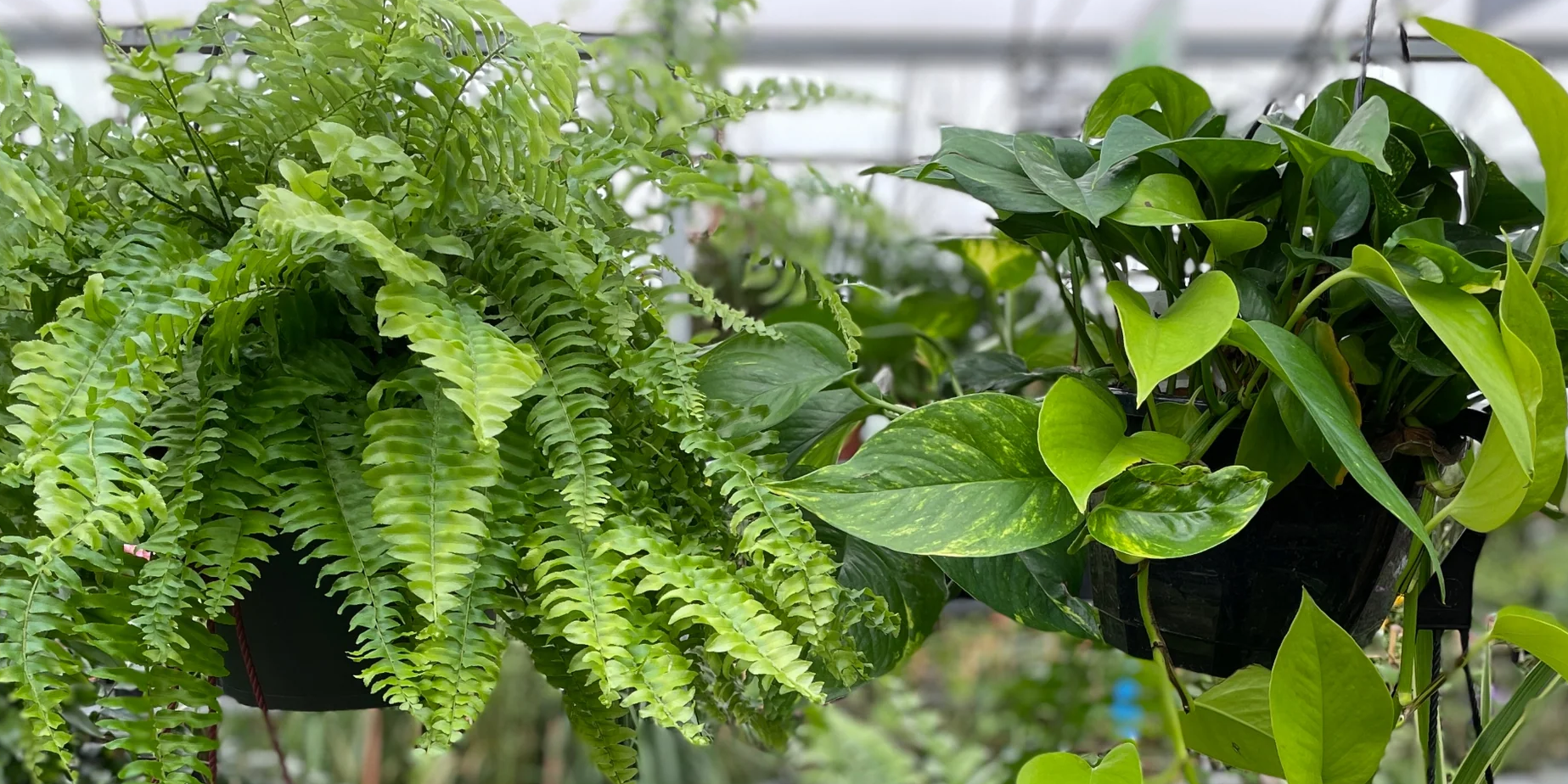 Fern and Pothos houseplant hanging baskets