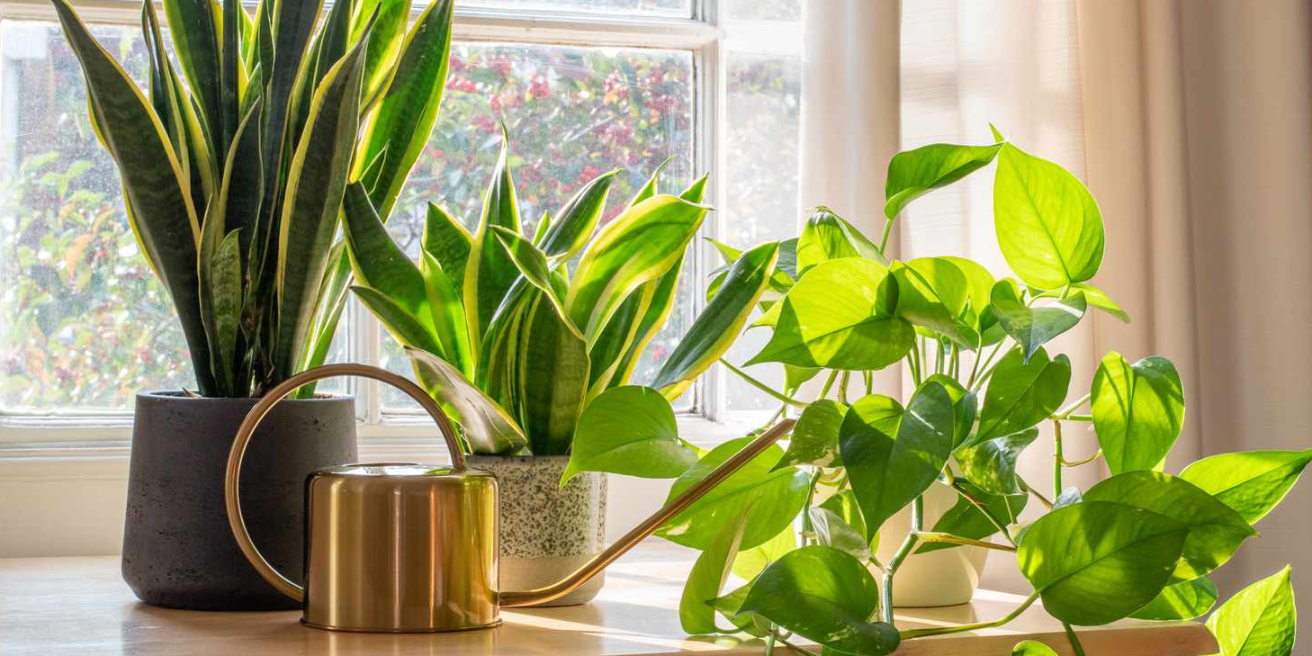 Philodendrons and Monstera houseplants