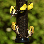 Bird Feeder