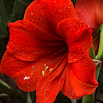 Amaryllis