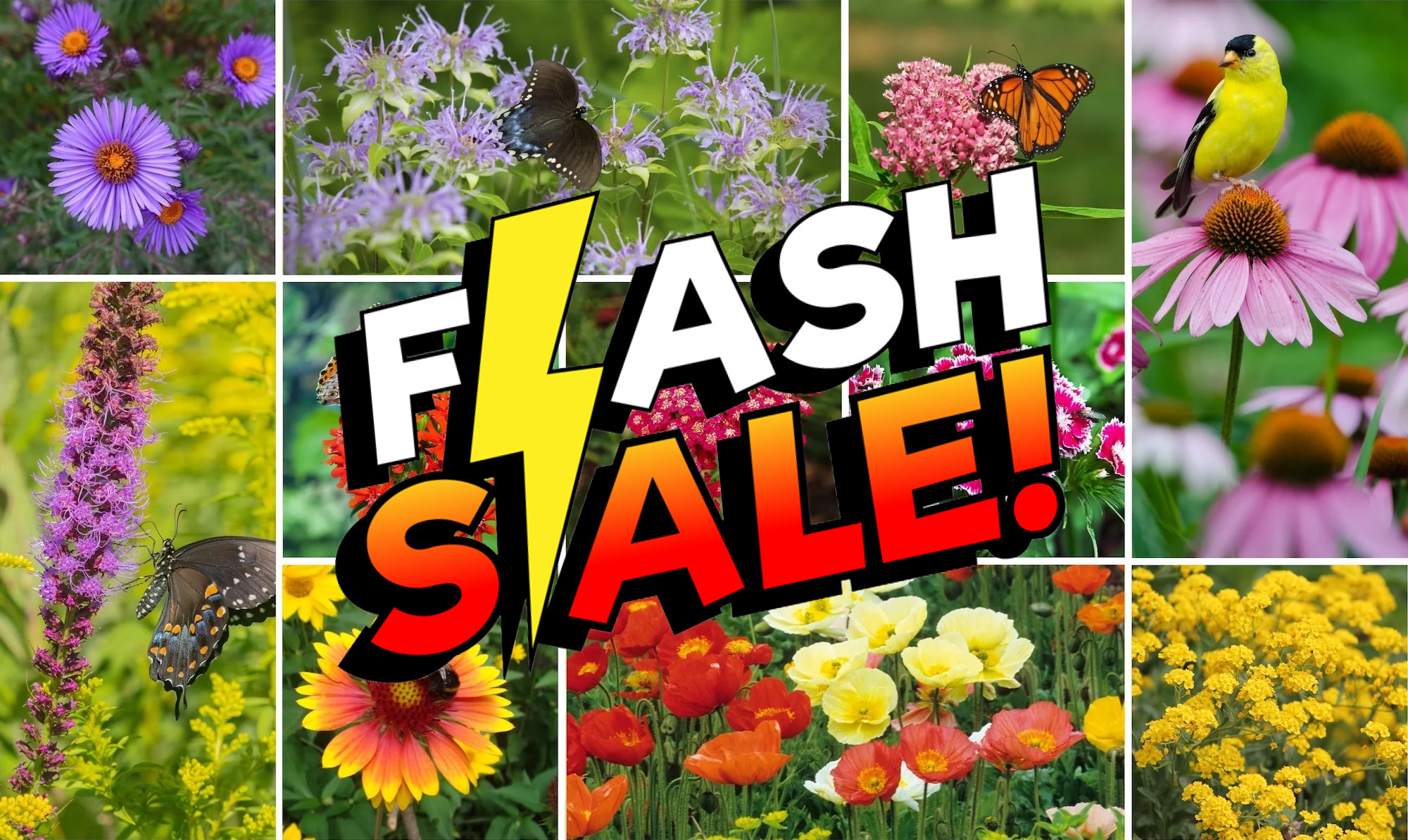 Perennials Flash Sale