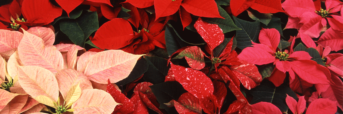 Poinsettias