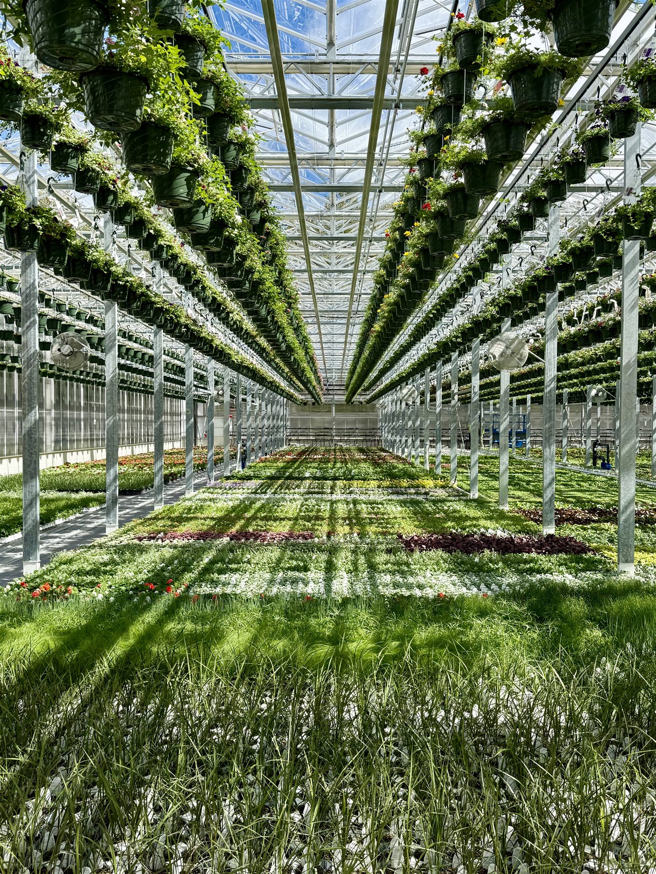 Centered aisle extending through the Pownal production greenhouse