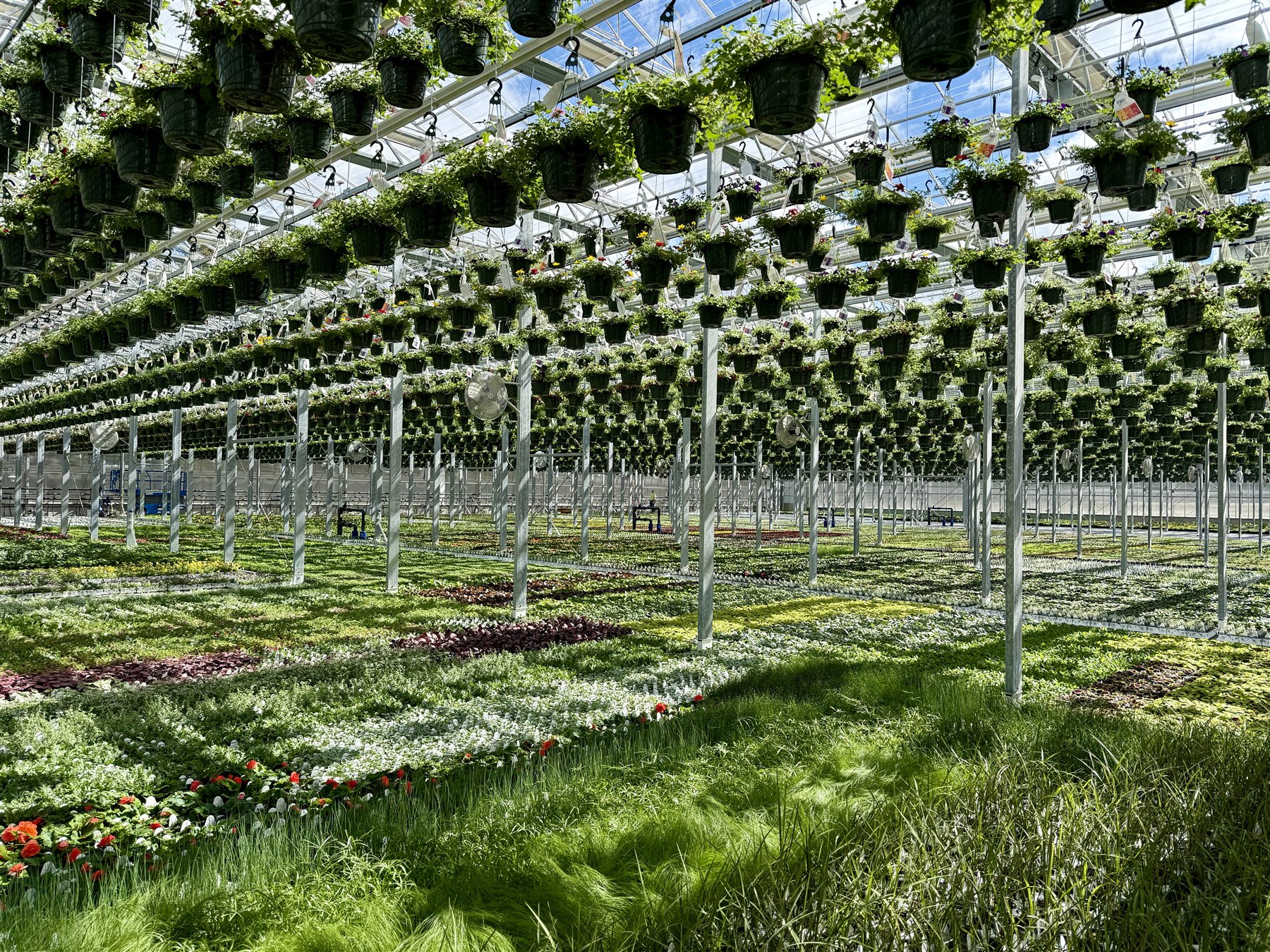 Hanging baskets and rows of plants inside Estabrook's Pownal production greenhouse