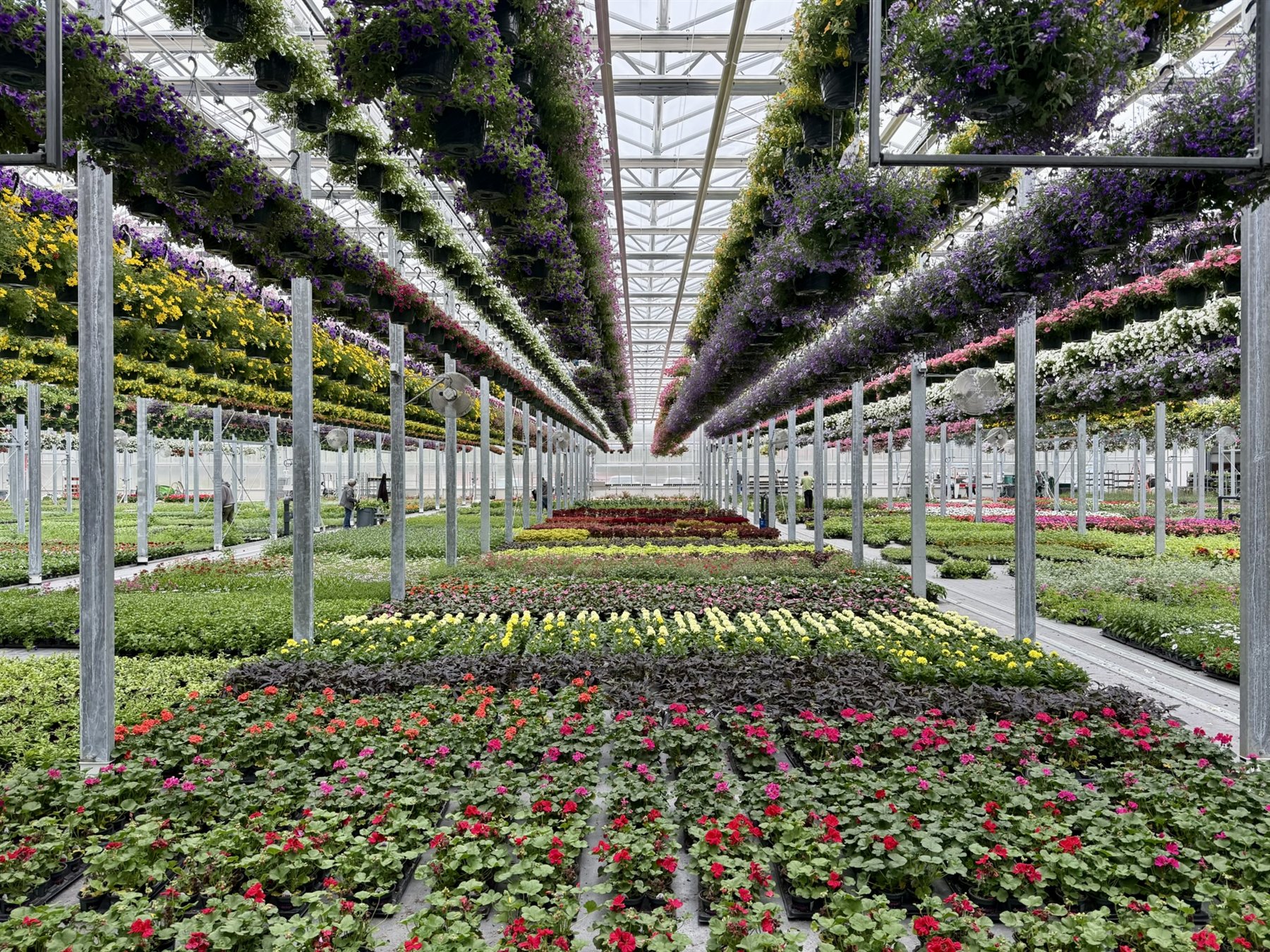 Rows of healthy mixed annuals arranged for wholesale production