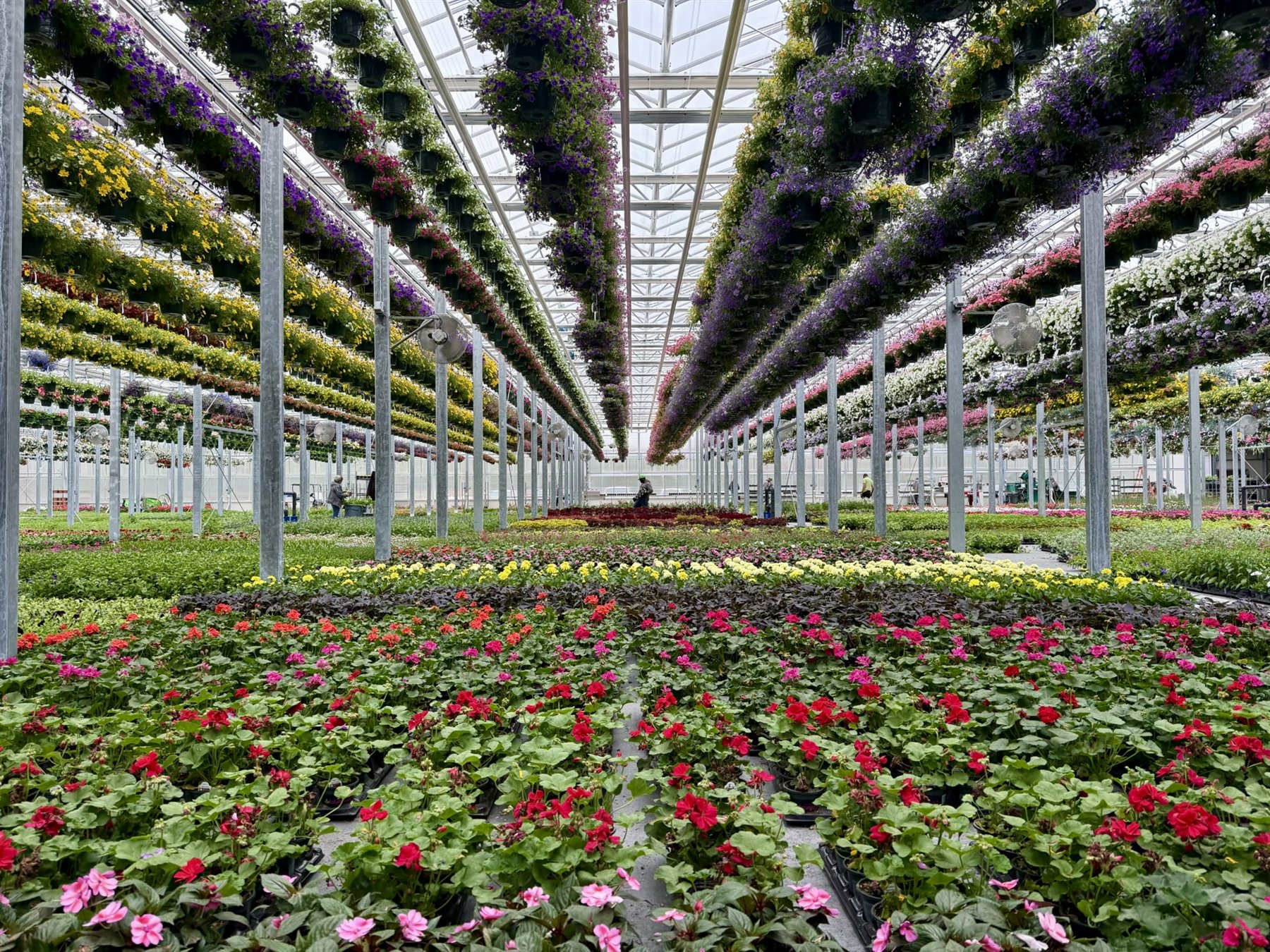 Rows of locally grown pink annuals ready for wholesale customers